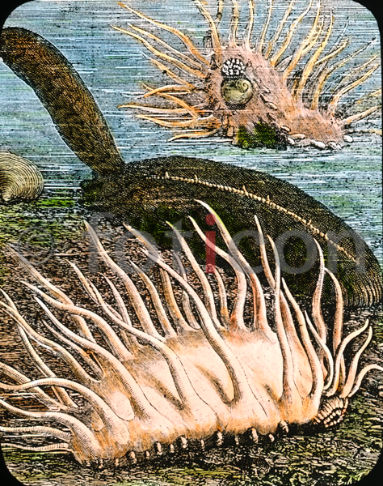 Seewalze | Sea cucumber - Foto foticon-600-simon-meer-363-067.jpg | foticon.de - Bilddatenbank für Motive aus Geschichte und Kultur
